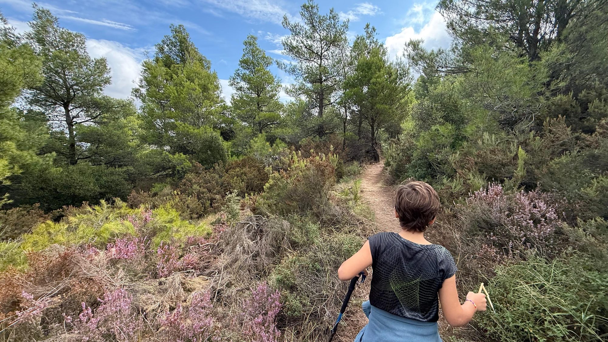 Child walking on trail D1 on Mount Penteli among pine trees and blooming heather